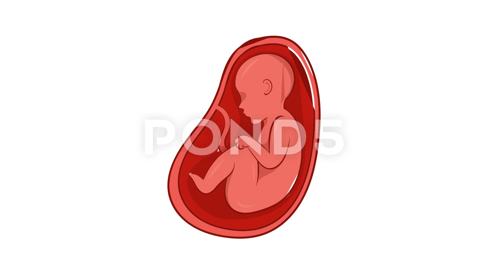 Embryo in stomach icon animation | Stock Video | Pond5