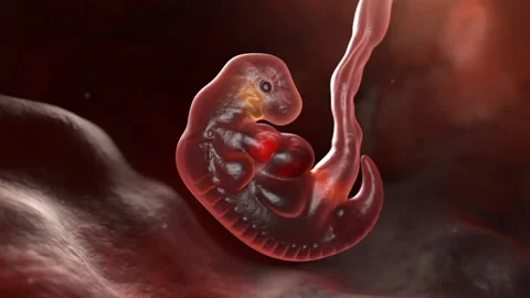 Embryo In Womb Vidéo 151593322
