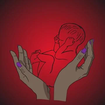 Embryogenesis Stock Illustration