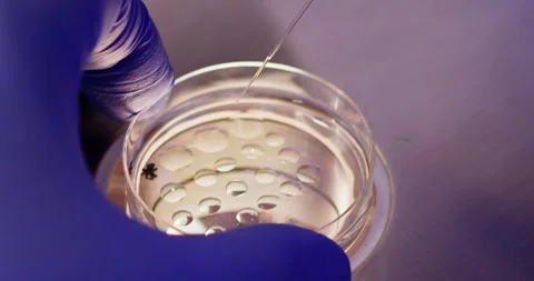Embryologist Performing IVF in Laboratory with Probe and Eggs Video stock 276412771