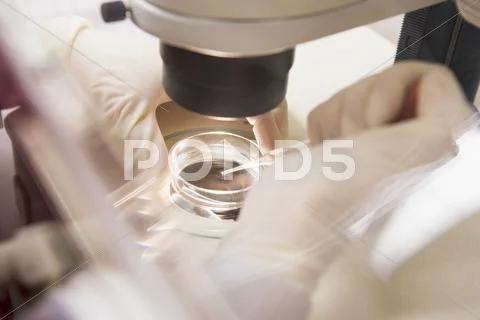 Embryologist transferring egg to a special culture media (selective focus) Stock Photos