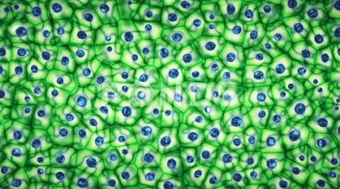 Embryonic bright green stem cells colony under a microscope 3D illustration Stock Illustration