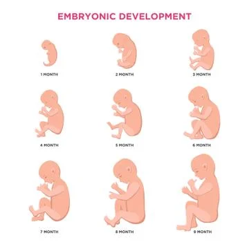 Embryonic development month by month cycle from 1 to 9 month to birth with Stock Illustration