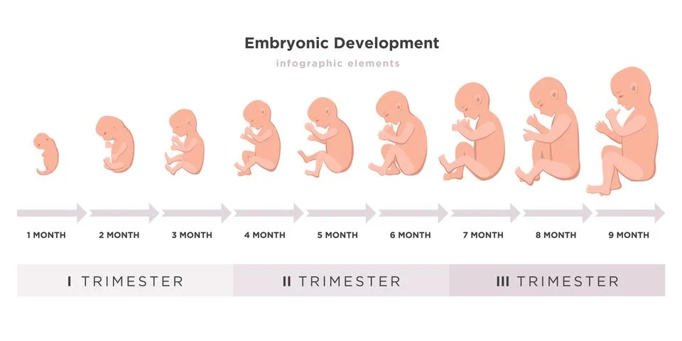 Embryonic development month by month cycle from 1 to 9 month to birth with Stock Illustration