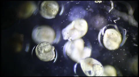 Embryonic heart formation Stock Footage 51096919