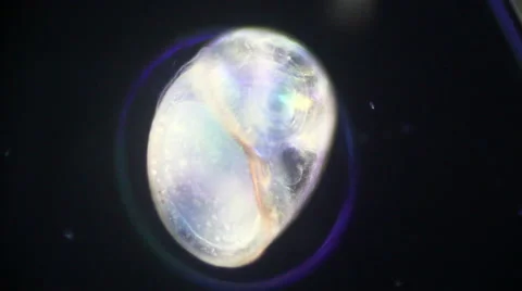 Embryonic heart formation Stock Footage 51097086