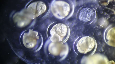 Embryonic heart formation Stock Footage 51098239