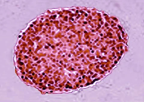  Embryonic stem cell Embryonic stem cell. Stem cells are undifferentiated ... Stock Photos