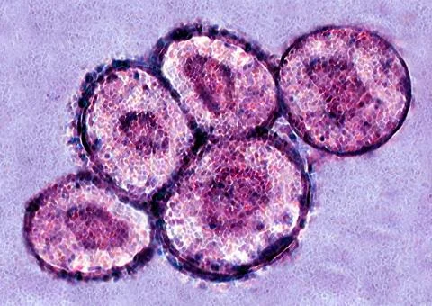  Embryonic stem cell Embryonic stem cell. Stem cells are undifferentiated ... Stock Photos