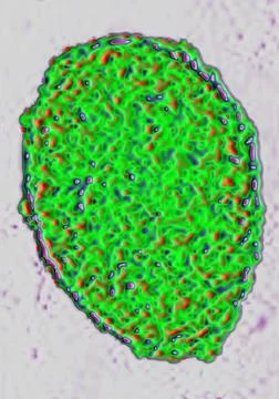  Embryonic stem cell Embryonic stem cell. Stem cells are undifferentiated ... Stock Photos