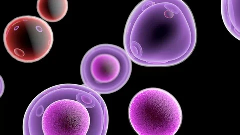 Embryonic Stem Cells Cellular Stock Footage 110832284