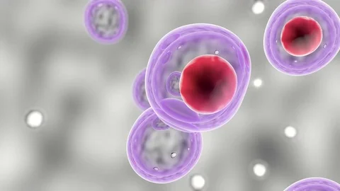 Embryonic stem cells , Cellular therapy , Regeneration , Disease treatment Stock Footage 104405363