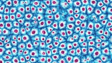 Embryonic stem cells colony under a microscope seamless 3D animation Stock Footage 105605288
