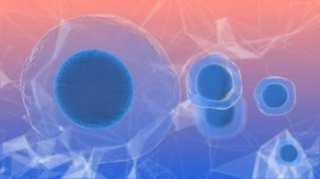 Embryonic stem cells early stage embryos called blastocysts medical research Stock Footage 85712249