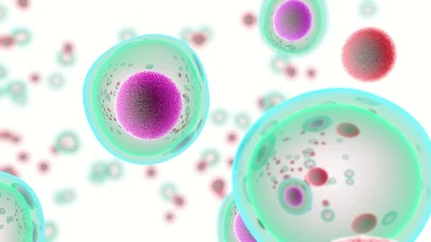 Embryonic stem cells Stock Footage 102863904