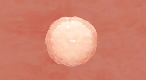 Embryonic stem cells.Cellular therapy.3d rendering Stock Illustration