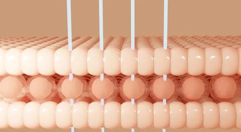 Embryonic stem cells.Cellular therapy.3d rendering 写真素材