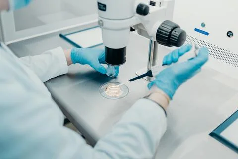Embryos under a microscope Stock Photos