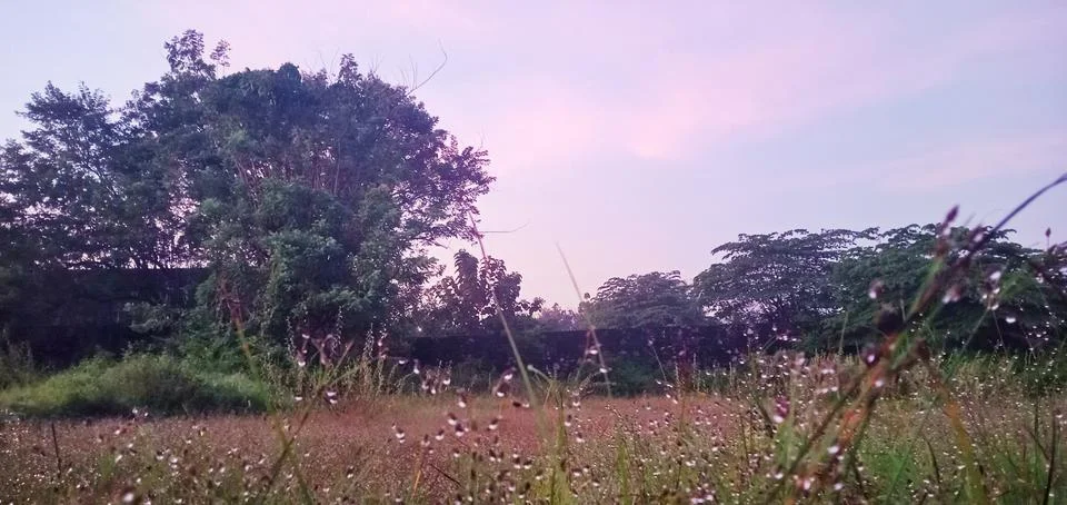 Embunpagi Stockfoto's