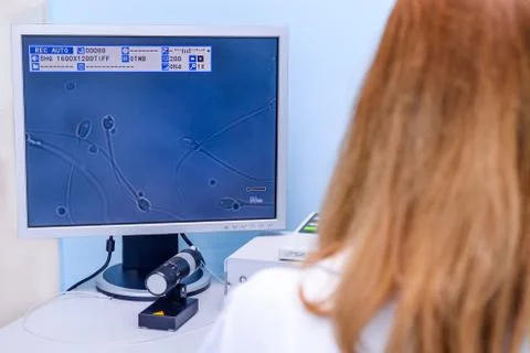 Embyologist examining a sperm sample through a stereo laboratory microscope a Stock Photos