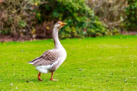 Emden goose Foto stock