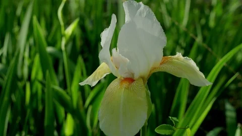 Emegency response team Stock Footage 74205163