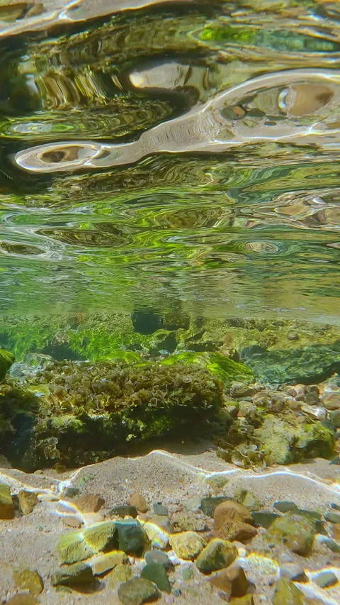 Emerald and brown algae drape coastal rocks, glowing under high noon sun against Stock Footage 343223836