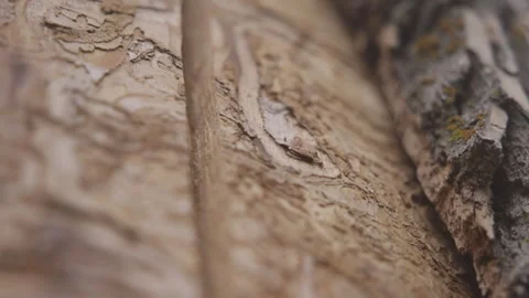Emerald Ash Borer Tree Infestation - Forestry in Canada 스톡 동영상 320911807