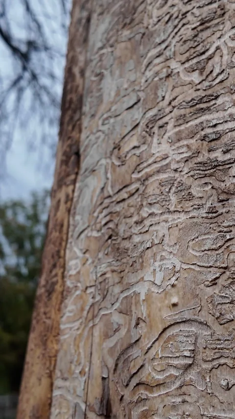 Emerald Ash Borer Tree Infestation - Forestry in Canada 스톡 동영상 320911971