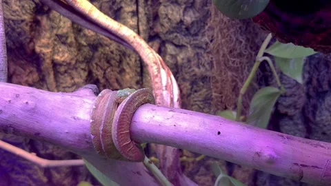 Emerald ball python inside its terrarium and coiled around a tree trunk. Stock Footage 321094265