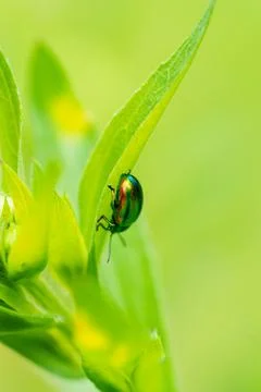 An emerald beetle rests on a lush leaf in its natural habitat Stock Photos