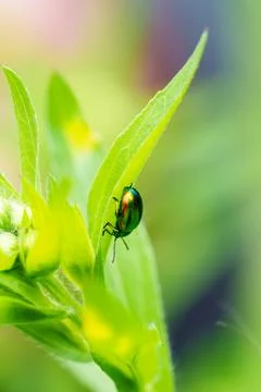 An emerald beetle rests on a lush leaf in its natural habitat Foto stock
