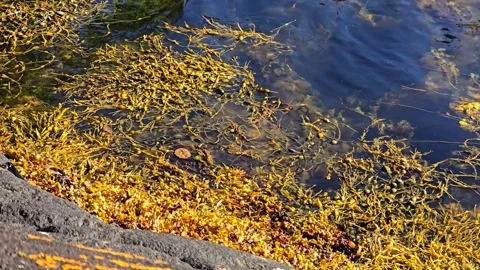 Emerald blue sea waves and granite boulder with mustard yellow algae Stock Footage 344472302