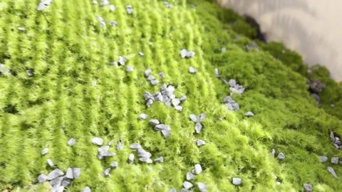 Emerald Carpet: Moss and Stones Texture Stock Footage 343877966