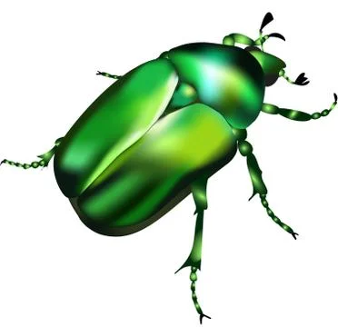Emerald chafer - vector illustration Stock Illustration