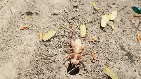 Emerald cockroach wasp dragging captured house cricket toward its burrow Stock Footage 337058011