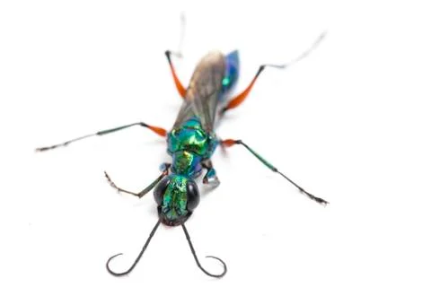 Emerald cockroach wasp isolated on white background Stock Photos