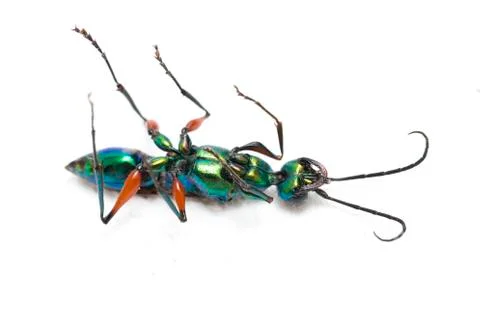 Emerald cockroach wasp isolated on white background Stockfoto's