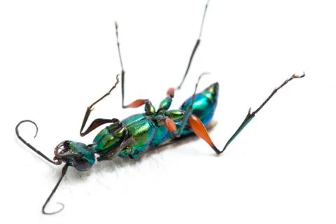Emerald cockroach wasp isolated on white background Stock Photos