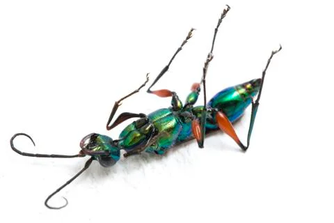 Emerald cockroach wasp isolated on white background Stock Photos