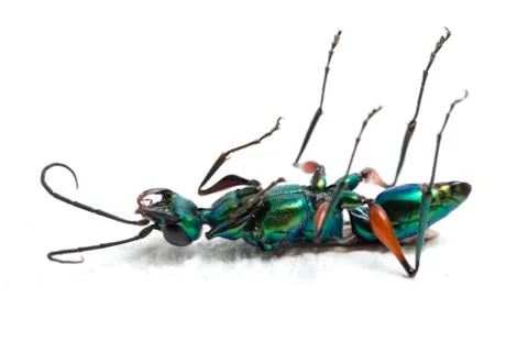 Emerald cockroach wasp isolated on white background Stockfoto's