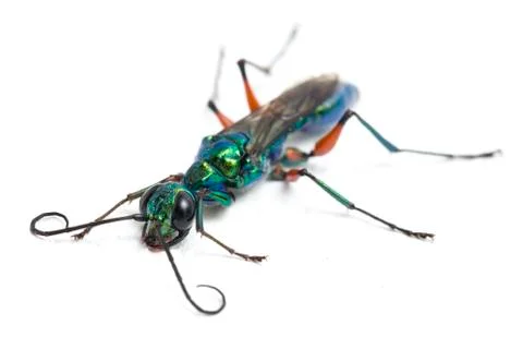 Emerald cockroach wasp isolated on white background Stock Photos