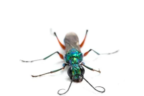 Emerald cockroach wasp isolated on white background Foto stock