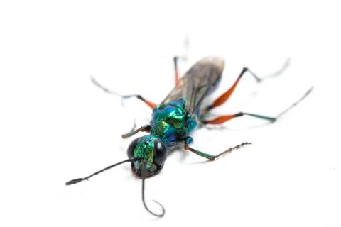 Emerald cockroach wasp isolated on white background Stock Photos