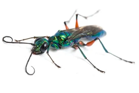 Emerald cockroach wasp isolated on white background Stock Photos