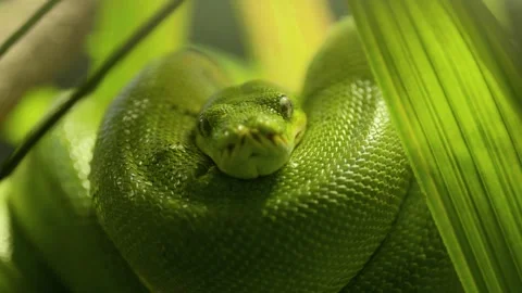 Emerald Coil - Cinematic Python in Tropical Rainforest Foliage Видео 343736554
