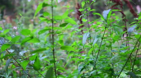 Emerald color of summer Stock Footage 48814161