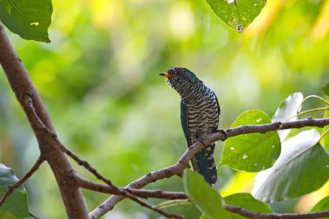 Emerald Cuckoo Stock Photos