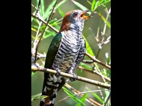 Emerald Cuckoo Singing on Bamboo Branch in Jungle Stock Footage 332653247