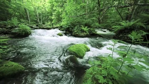 Emerald Current Nature's Green Stream in Motion Stock Footage 297441294
